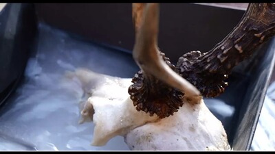 Trophy bleaching, BALLISTOL