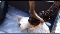 Trophy bleaching, BALLISTOL