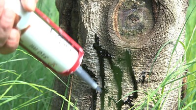 Buchenholzteer, EUROHUNT
