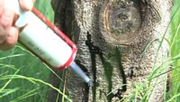Buchenholzteer, EUROHUNT