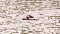 Retriever dummy, Parforce