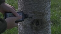 Premium-Lockmittel, für Rehwild, Hagopur