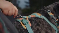 Harnais pour chien Front Range® nouveau modèle, Ruffwear