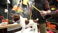 Gilet de protection pour chien standard, Out Dog