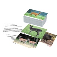 Lernkarten Ansprechen von Schalenwild, Heintges
