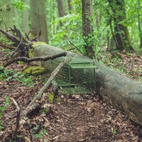 Live catch trap – two folding doors