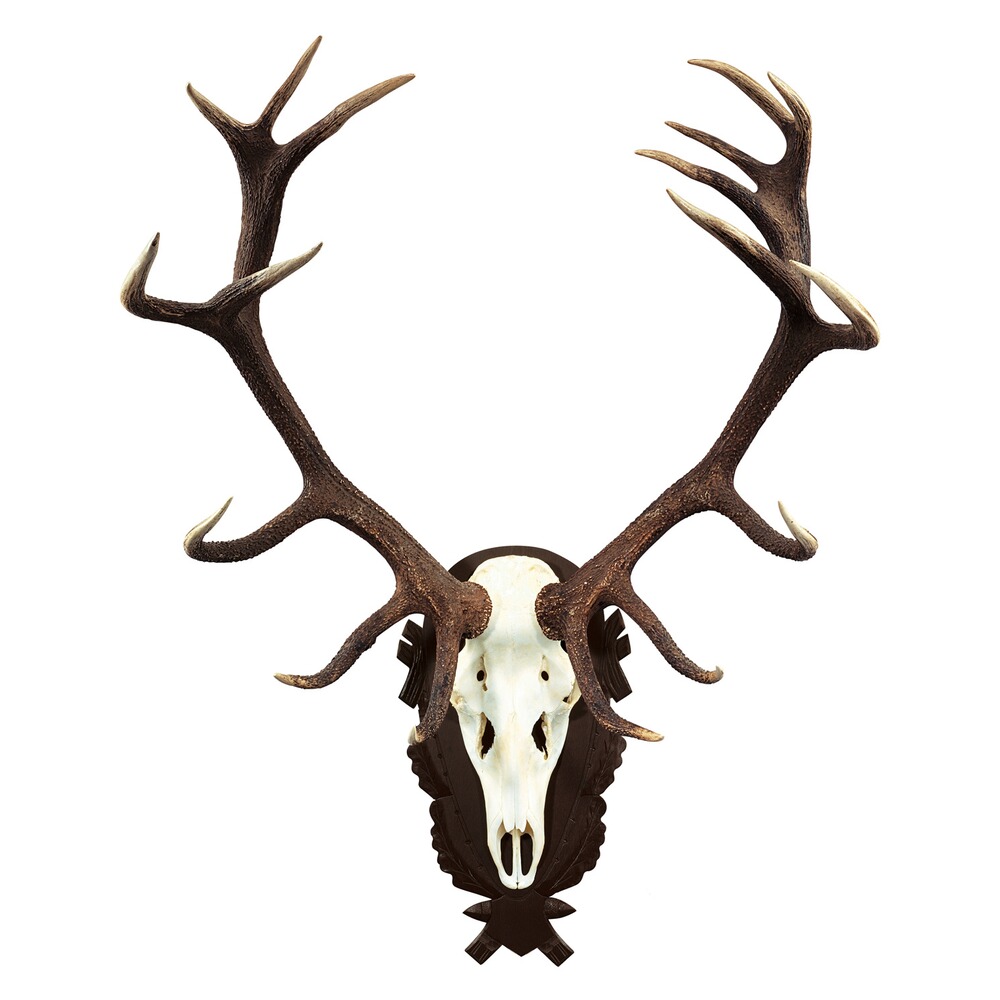 Cerf bouclier trophée, Wald & Forst
