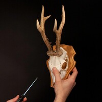 Eichenschild Bock, Wald & Forst