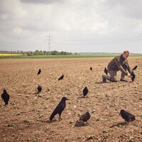 Lockvogel Krähe 42 cm