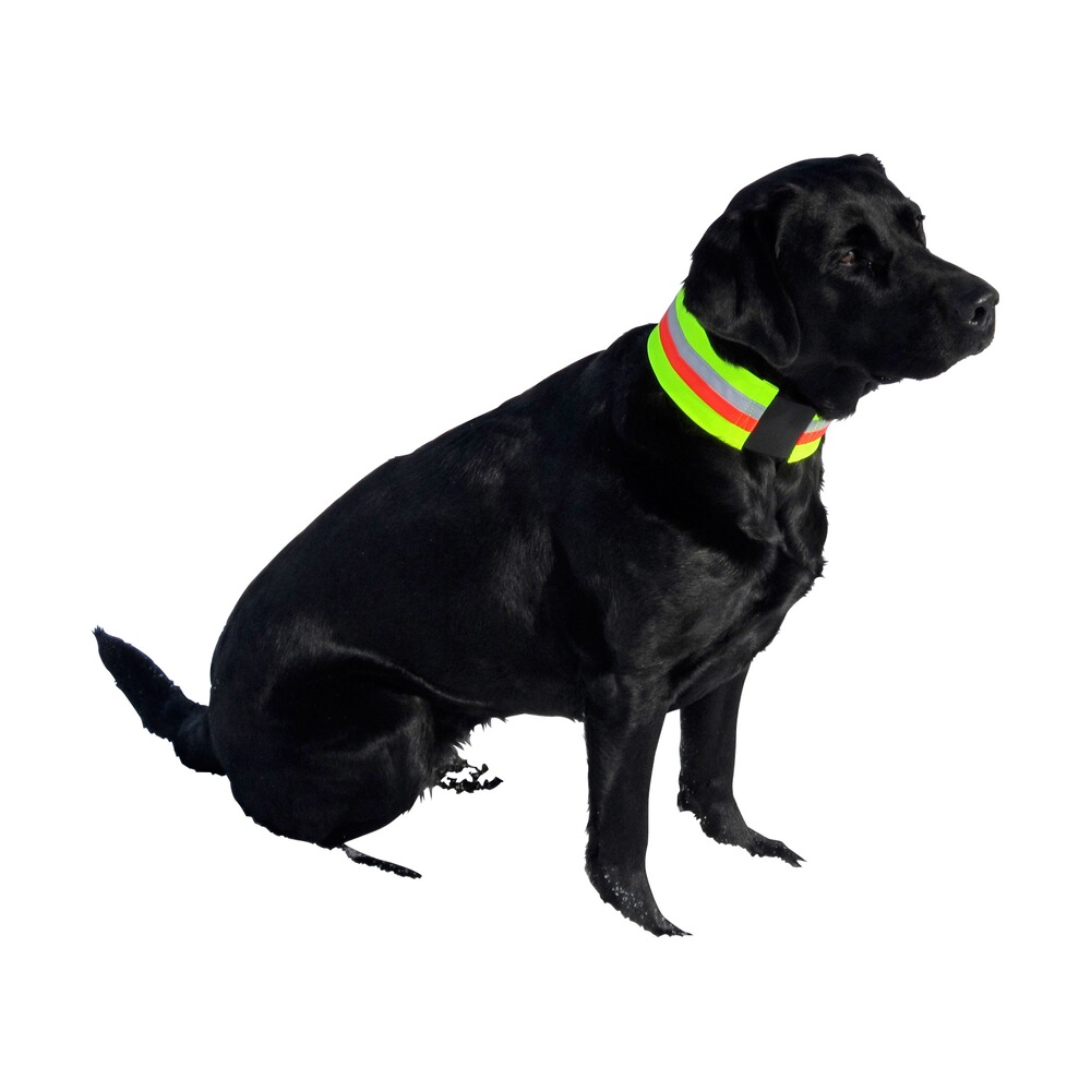 Signal collar for dogs, Heim