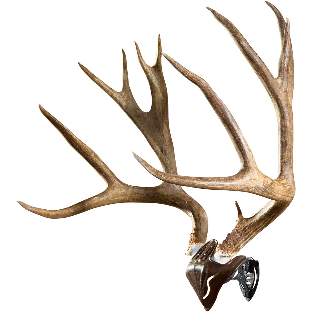 Casquette de crâne de monture de trophée, Skull Hooker