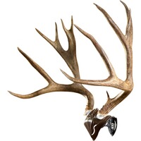 Casquette de crâne de monture de trophée, Skull Hooker