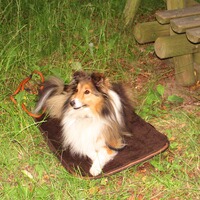 Hundebett Mobil , Niggeloh