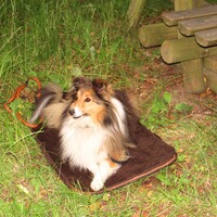 Hundebett Mobil , Niggeloh