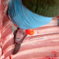 Jagdschere zum Aufbrechen und Zerwirken, LÖWE