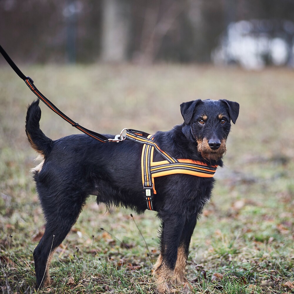 Dog harness signal, Heim