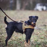 Dog harness signal, Heim