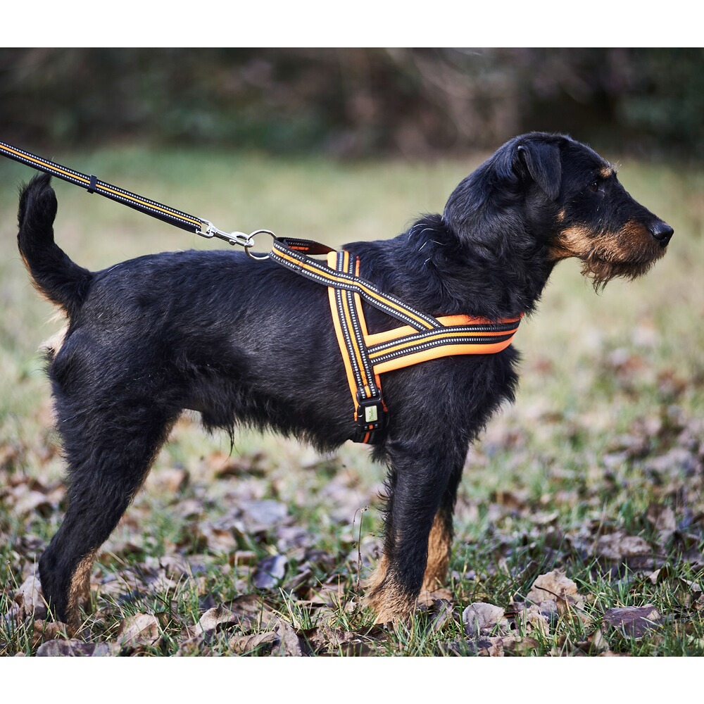 Dog harness signal, Heim
