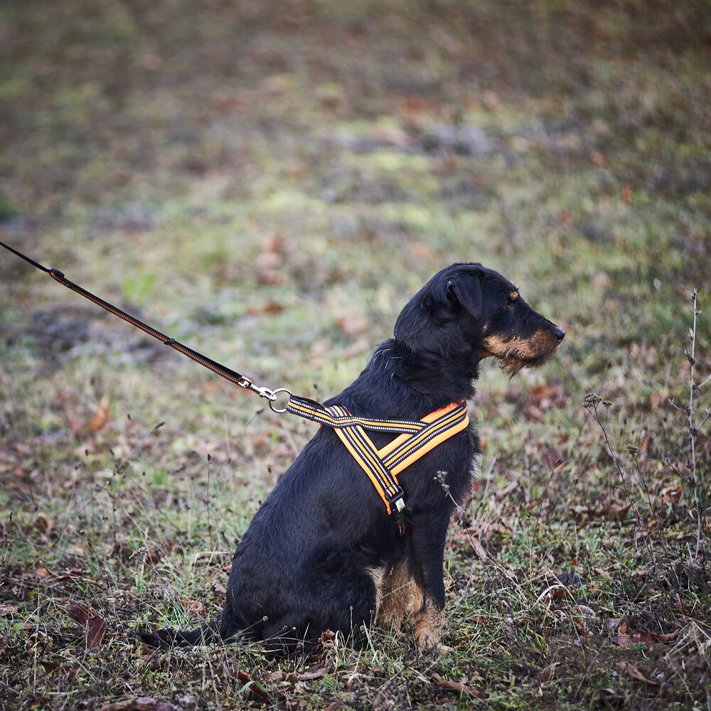 Dog harness signal, Heim