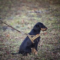 Dog harness signal, Heim
