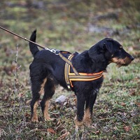 Dog harness signal, Heim