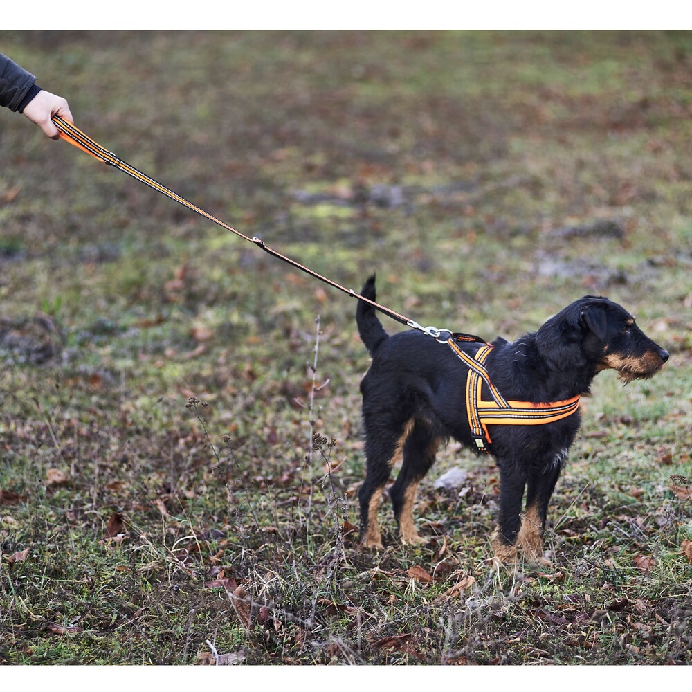 Dog harness signal, Heim