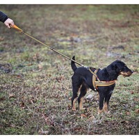 Dog harness signal, Heim