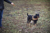 Dog harness signal, Heim