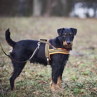 Dog harness signal, Heim