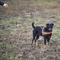 Dog harness signal, Heim