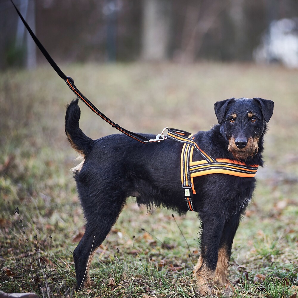 Dog harness signal, Heim