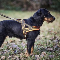 Dog harness signal, Heim