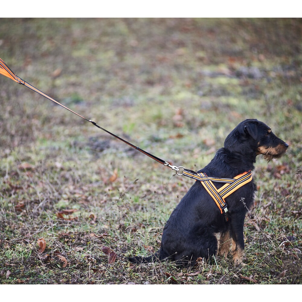 Dog harness signal, Heim