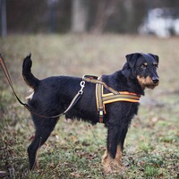 Dog harness signal, Heim