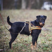 Dog harness signal, Heim