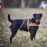 Dog harness signal, Heim