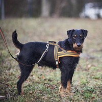 Dog harness signal, Heim