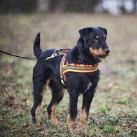 Dog harness signal, Heim