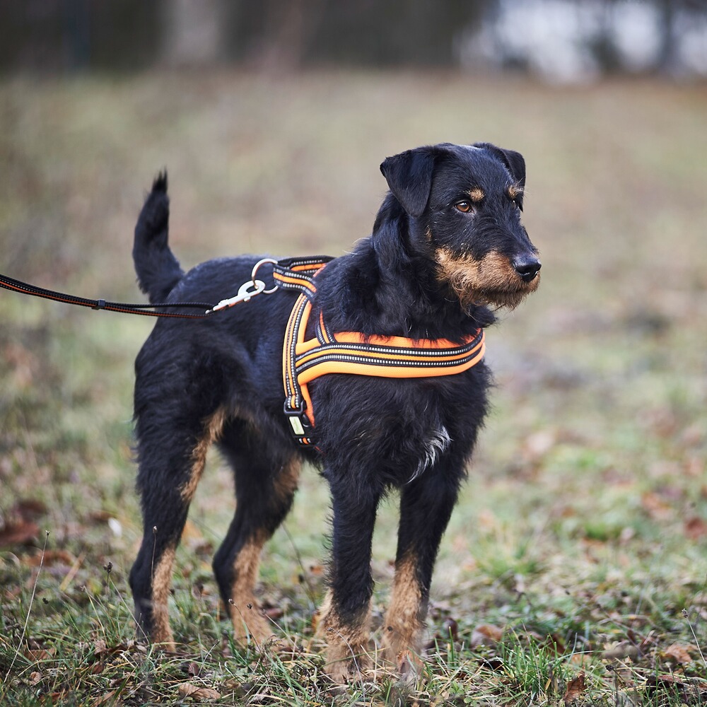 Dog harness signal, Heim