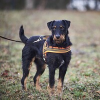 Dog harness signal, Heim