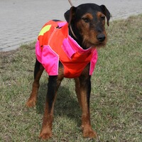 Gilet de protection pour chien standard, Out Dog