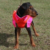 Gilet de protection pour chien standard, Out Dog