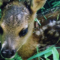 Hinweisschild Wildruhezone – 3er-Pack, Waidgerechte Jagd