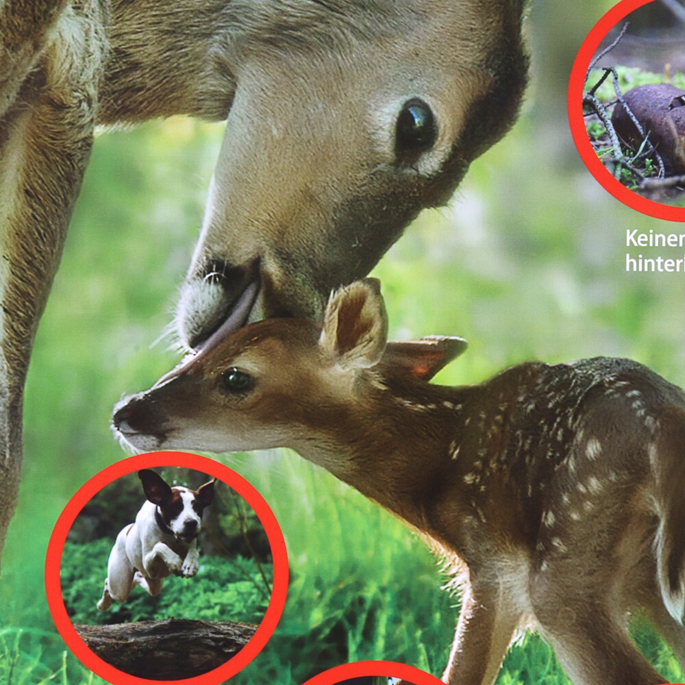 Hinweisschild Rücksicht auf's Wild – 3er-Pack, Waidgerechte Jagd