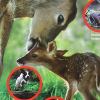 Hinweisschild Rücksicht auf's Wild – 3er-Pack, Waidgerechte Jagd