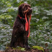 Rubberized dog leash without hand strap, Sprenger