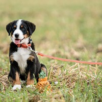Rubberized dog leash without hand strap, Sprenger