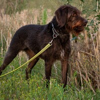 Rubberized dog leash without hand strap, Sprenger