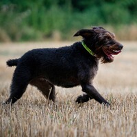 Rubberised/reflective collar – adjustable, Sprenger