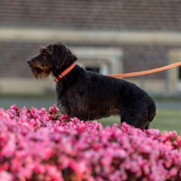 Rubberised/reflective collar – adjustable, Sprenger